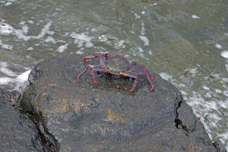 krab.jpg