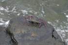 krab_small.jpg
