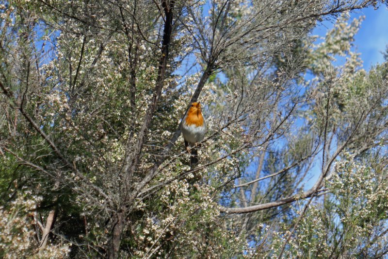 roodborst.jpg