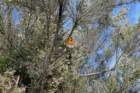 roodborst_small.jpg
