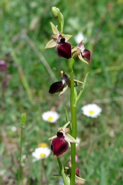 orchidee.jpg
