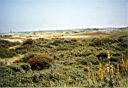 Duinen bij Scheveningen