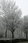 Uitgevroren mist