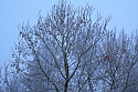 Winter in Gorinchem