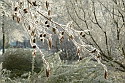 Winter in Gorinchem