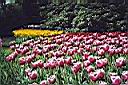 Lisse