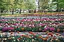 Keukenhof