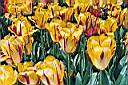 Tulpen uit Lisse