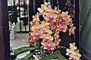 Orchidee