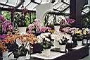 Paviljoen met orchideeen