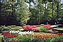 Keukenhof