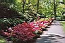 Flowers in Holland