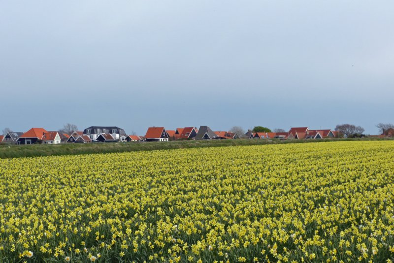 denhoorn2.jpg