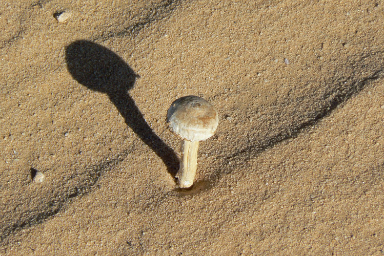 Jordan_015