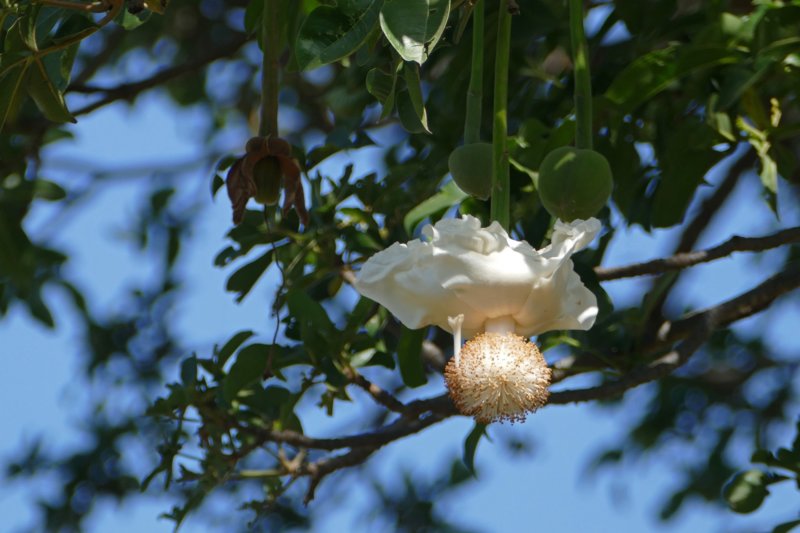 fogobaobab3.jpg