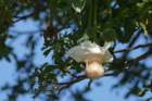 fogobaobab3_small.jpg
