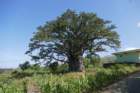 fogobaobab_small.jpg