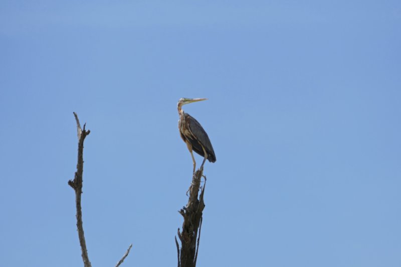 baringomeerblauwereiger.jpg
