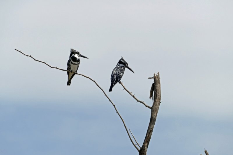 baringomeerbonteijsvogel.jpg
