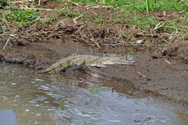 baringomeerkrokodil.jpg