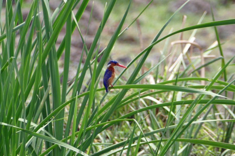 baringomeermalachietijsvogel.jpg
