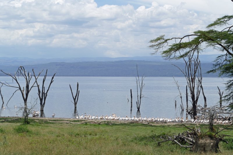 lakenakuru.jpg
