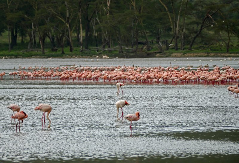 lakenakuruflamingo.jpg