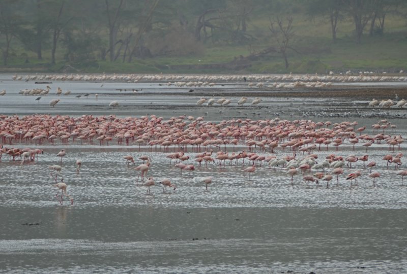 lakenakuruflamingo2.jpg