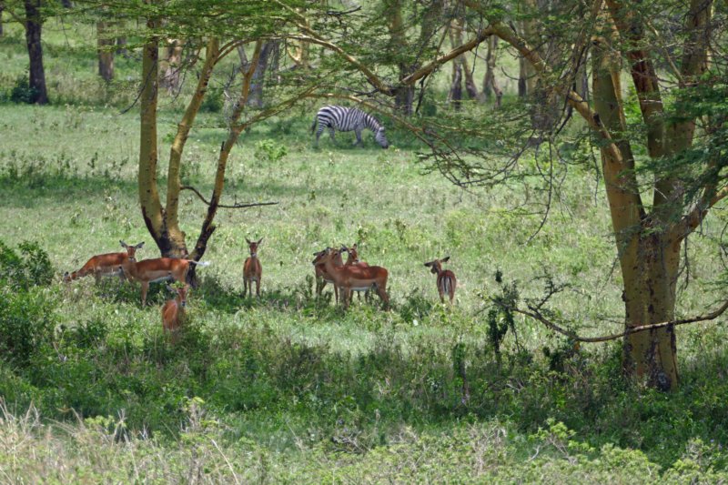 lakenakuruimpala.jpg