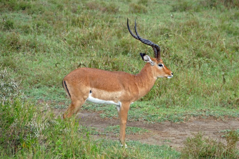 lakenakuruimpala3.jpg