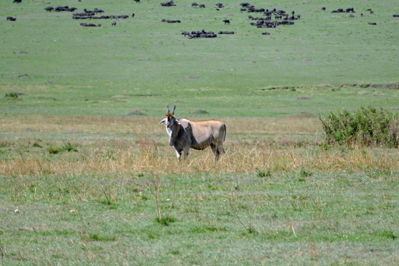 masaimaraelandantilope.jpg