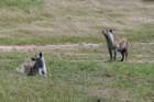 masaimaragevlektehyena_small.jpg
