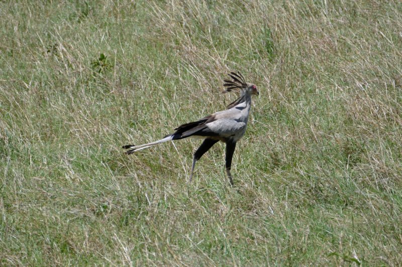 masaimarasecretarisvogel.jpg