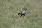 masaimarasecretarisvogel_small.jpg