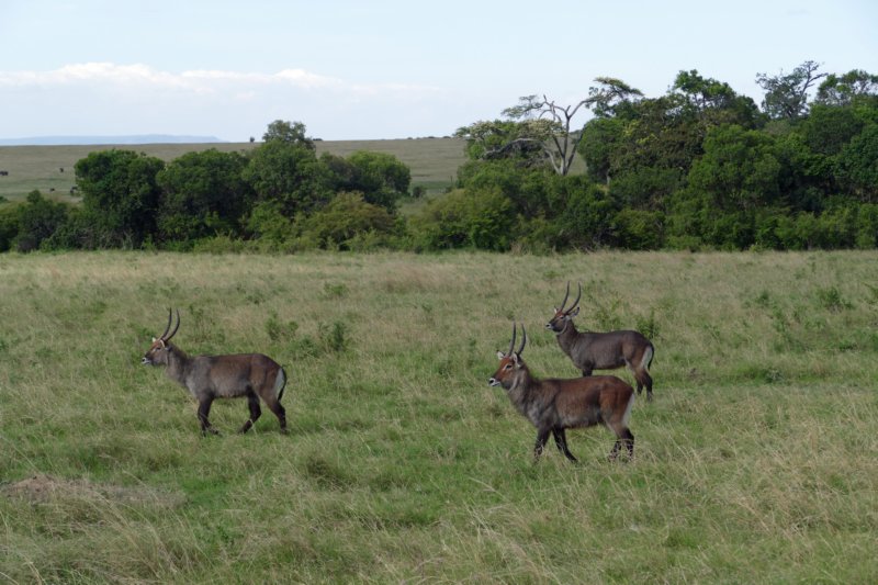 masaimarawaterbok.jpg