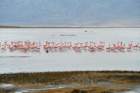 ngorongorokraterflamingo2_small.jpg