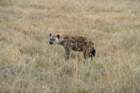 ngorongorokraterhyena_small.jpg