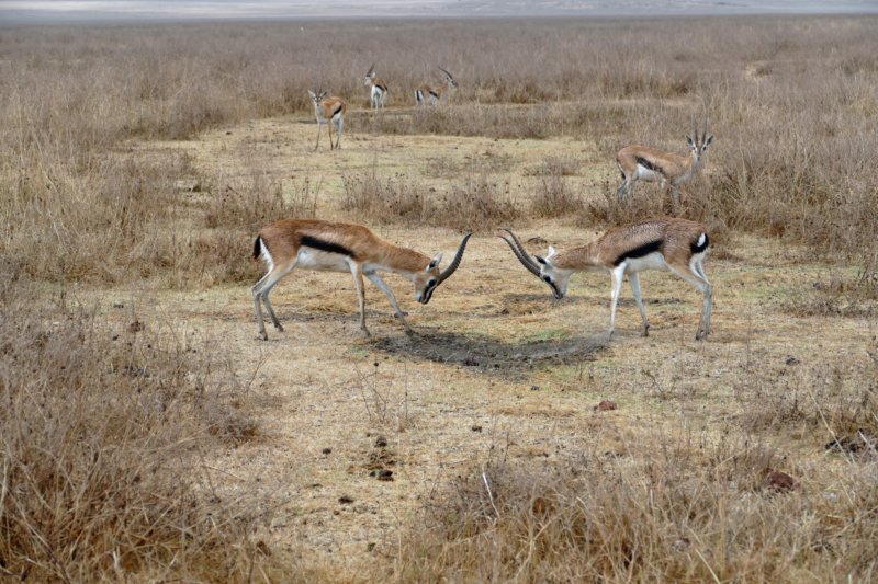 ngorongorokraterimpala.jpg