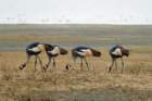 ngorongorokraterkroonkraanvogels2_small.jpg