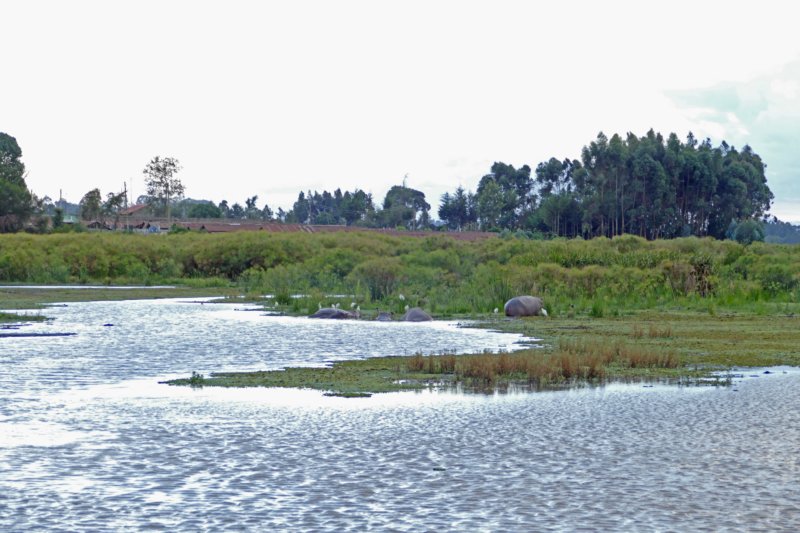 nyahururuhippopool2.jpg