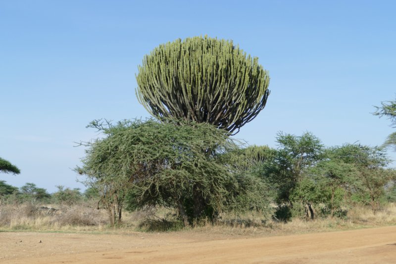 serengeticowboycactus.jpg