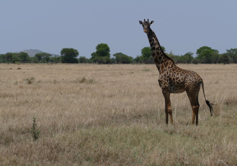 serengetigiraf.jpg