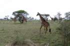 serengetigiraf2_small.jpg