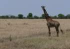 serengetigiraf_small.jpg
