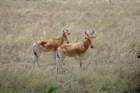 serengetihartebeest2_small.jpg