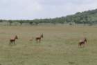 serengetihartebeest_small.jpg