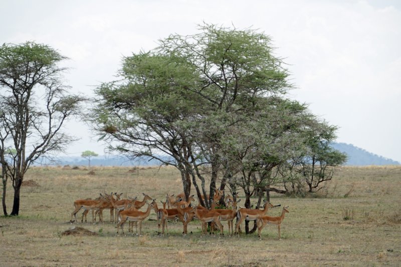 serengetiimpala2.jpg