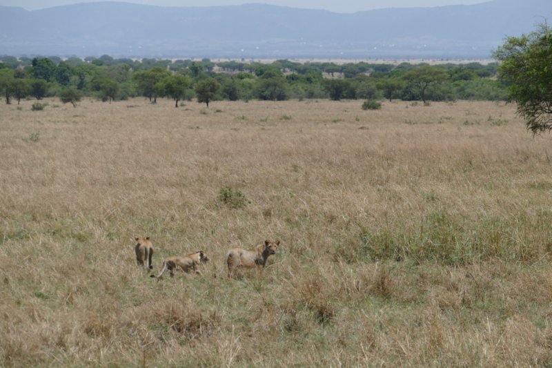serengetileeuwen.jpg