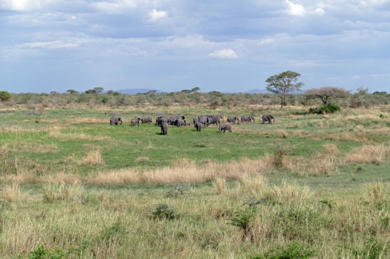 serengetiolifanten.jpg