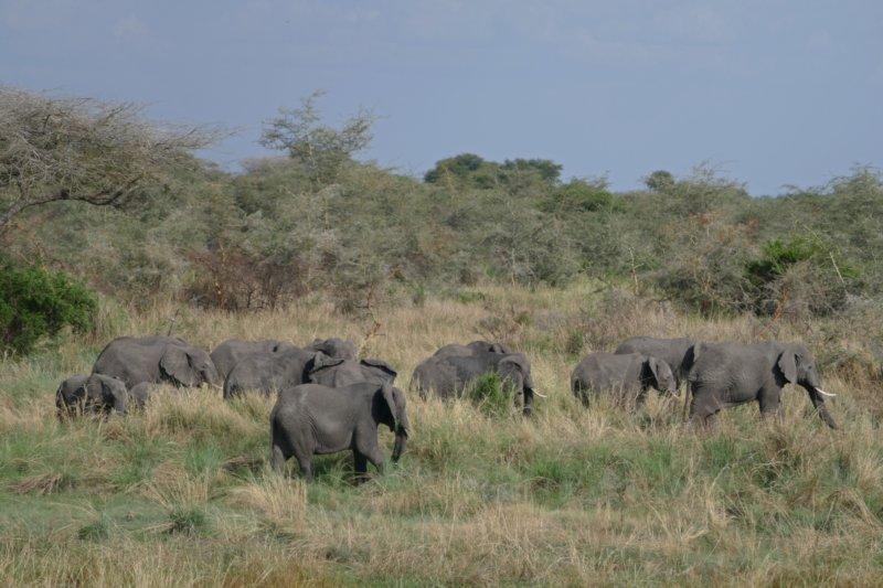 serengetiolifanten2.jpg